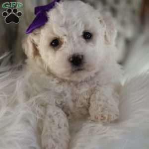 Bridget, Bichon Frise Puppy